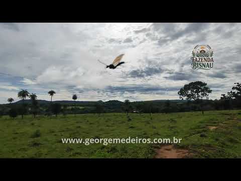 Fazenda Bisnau - Formosa Goiás #fazendabisnau #formosagoias