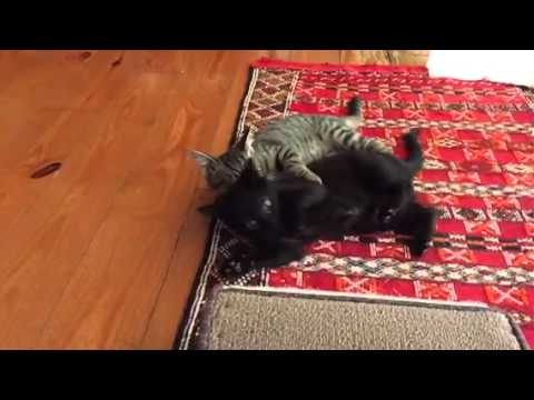 Slow mo kitty WWE