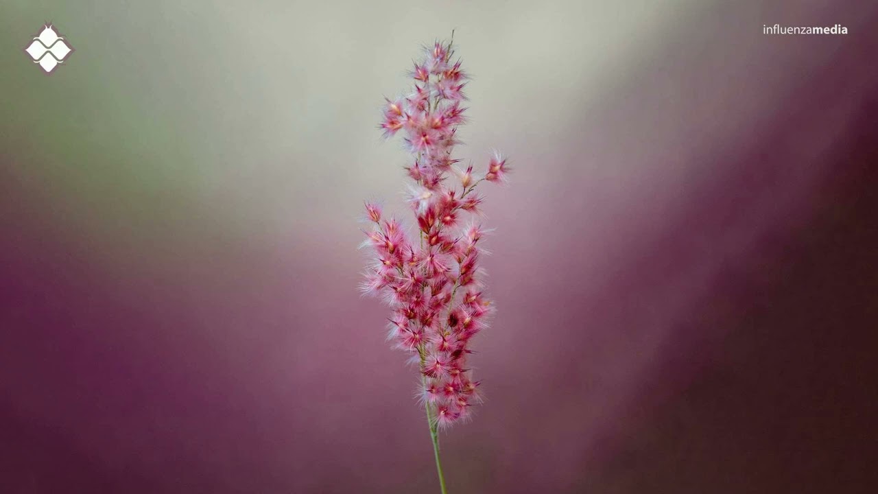 Glowing Embers - Closer