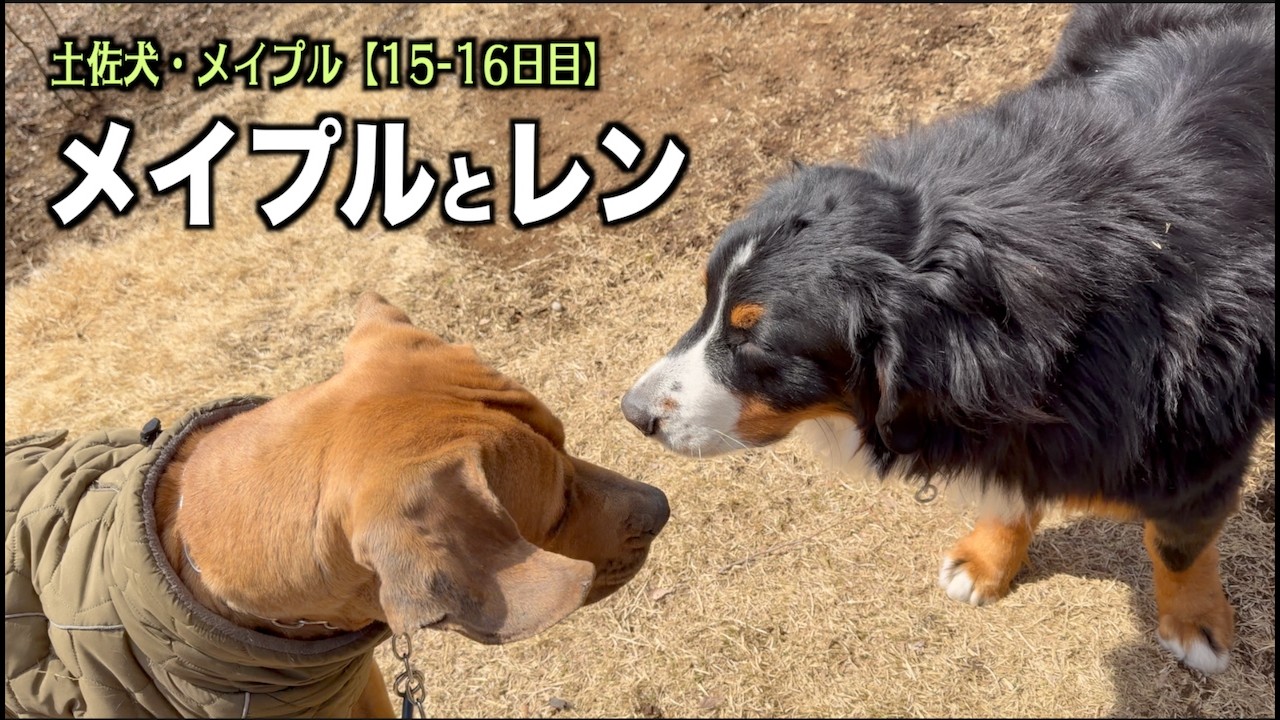 プリンが卒業して3頭になった【土佐犬15 16日目】