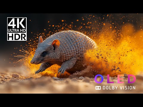 Most Relaxing 4K HDR Video 60fps | Magical Forest & Waterfalls (OLED Green Test)