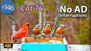 TV for Cats 😻8 Hours of Birds 🐦 Squirrels 🐿Feeder for Kittens to Watch too Uninterrupted CatTV