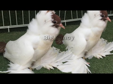 German Helmet fancy pigeon breeding loft