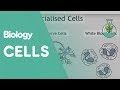 Intro To Cells Animals Plants Cells Biology FuseSchool