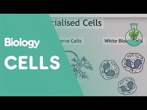 細胞入門｜細胞と分子｜布施学園 (Intro to Cells | Cells and Molecules | The Fuse School)