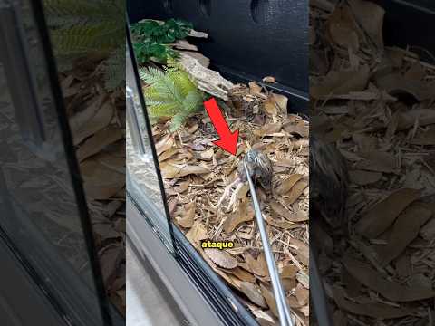 Encuentra a la serpiente antes de que encuentre al pollo