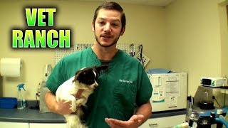 Dog Travels Far to be a Vet Ranch Patient