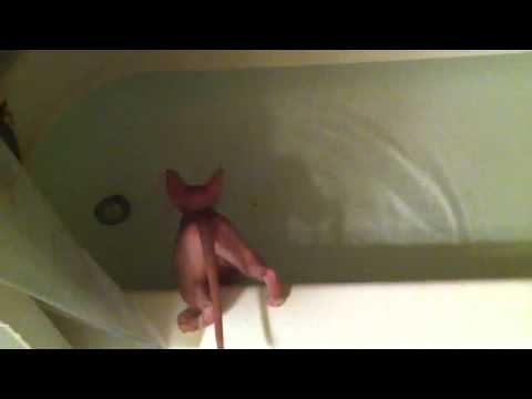 Lucy the Sphynx vs. the bathtub