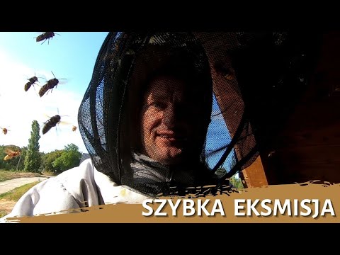 Quick evacuation - hornet nest removal - hornets nest - hornet