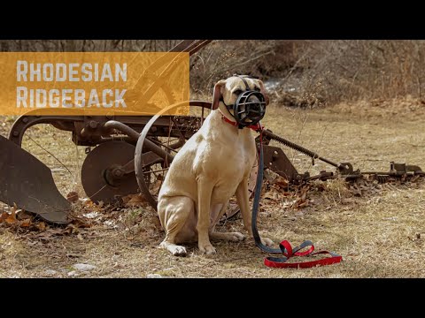 The Balanced K-9, LLC video.