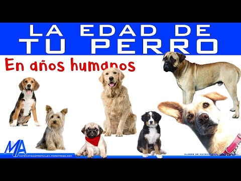 The best way to calculate your dog's age in human years, according to science.