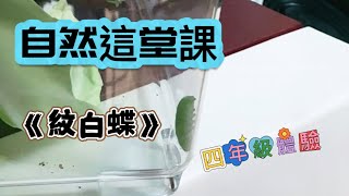 《育兒日常》202505女兒的毛毛蟲生態觀察🐛/紋白蝶的一生/媽媽很怕也是要接受