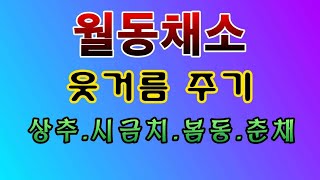 [텃밭농부. 1,296]  겨울철 월동채소에 웃거름 주기. 상추/ 시금치/ 춘채/ 봄동 #상추재배 #춘채재배…