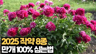 2025 작약 트렌드 8종, 실패 없이 심는법!