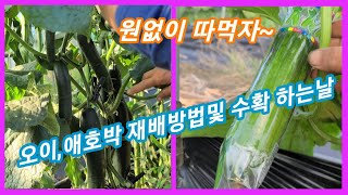 오이 4번째 수확 및 애호박 봉지 씌우는날~오이,애호박,마디오이 재배방법,순치기,순지르기~주말농장 텃밭 귀농…