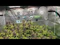 Inside The Captain S Quarters Autoflowers AND Photoperiods