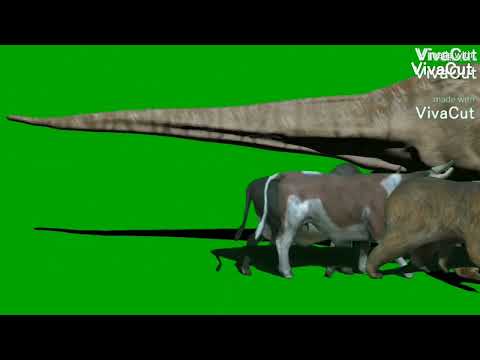 animal stampede green screen