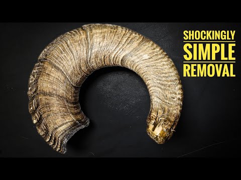 How to Remove Sheep Horns the Right Way | Step-by-Step Guide for Hunters & Taxidermists