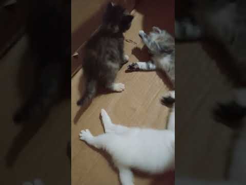 Coco bachy 💕💐 so cute 🥰