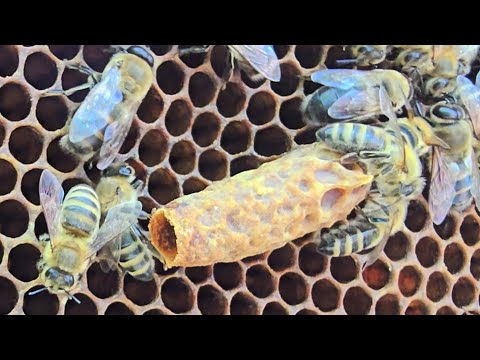 11.05.2025 Najlepszy dla mnie sposób na uniknięcie rójki, pszczoły po ochłodzeniu