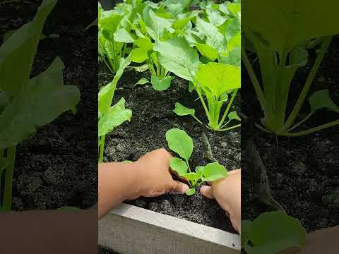 how to grow mustard greens at home