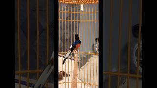 Download lagu Kombinasi Tembakan Tajam Magpie Robin mp3 Download lagu Kombinasi Tembakan Tajam Magpie Robin mp3