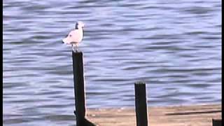 Steve Earle - A Girl Like That