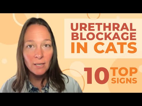 10 Signs Your Cat Might Have Urethral Blockage and How to Help