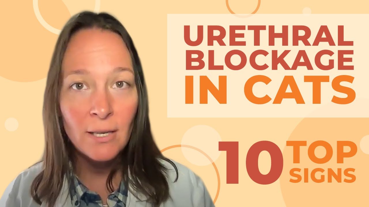 YouTube video preview