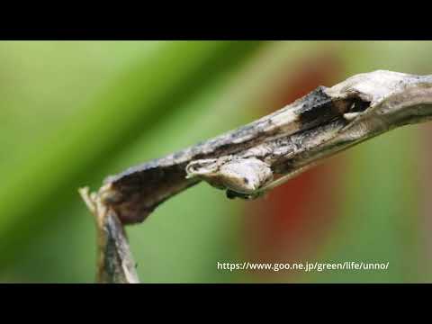 カレエダカマキリ　Toxodera maxima Malaysia