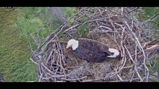 American Music / Sunlit Cross / Luke Roberts