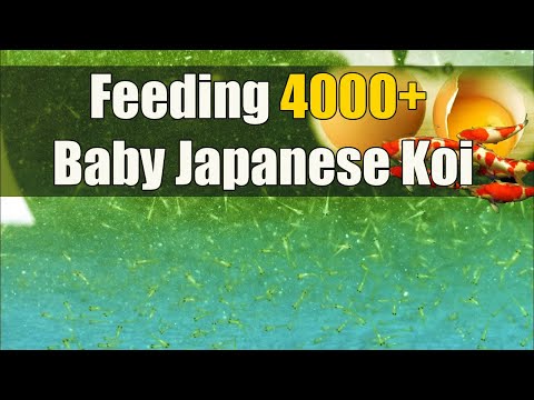 First Food for my 4,000+ baby Japanese Koi | Koi Breeding during Enhance Community Quarantine