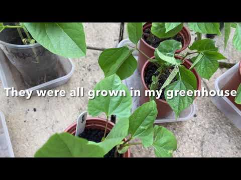 First garden planting of 2021- Shim (uri, lab lab, hyacinth beans) Shokher bagan 2021