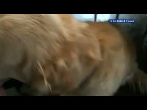 GLD Nieuws 5 juni 2012 - Nieuws