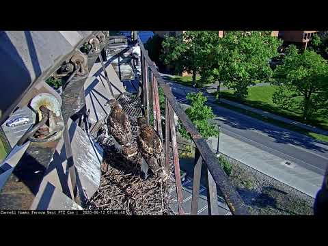 J2 Fledges! Cornell Hawks Cam Catches First Flight – June 12, 2020