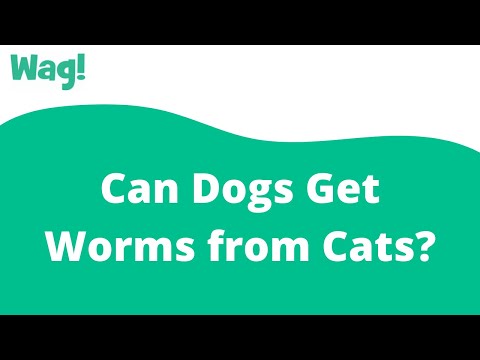 Can Dogs Get Worms from Cats? | Wag!