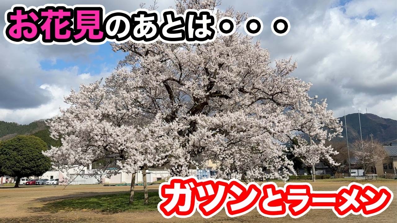 150年の時を超えた桜を見た後のラーメン山岡家【方言：ハイブリッド福井弁】