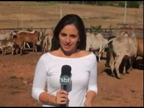 PÂNFILA CARVALHO - TV JORNAL - IMPACTO DA SECA EM SERRA TALHADA - PE