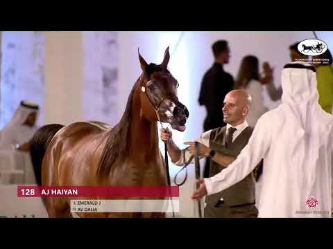 N 128 AJ HAIYAN   Fujairah AH Championship 2022   Mares 4+ Years Old Class 4B