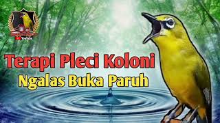 Download lagu Terapi Pleci Koloni Cepat Ngalas Buka Paruh || Simulasi Lomba Pleci || Masteran Pleci || PCMI mp3