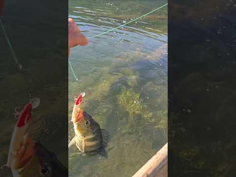 BARRAGEM DE BURITINOPOLIS GOIÁS LINDO DEMAIS #lago #music #peixe #pescaria
