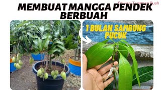 Download lagu Rahasia Membuat Mangga Berbuah Pendek #manggaberbuahpendek #manggasambungpucuk mp3 Download lagu Rahasia Membuat Mangga Berbuah Pendek #manggaberbuahpendek #manggasambungpucuk mp3