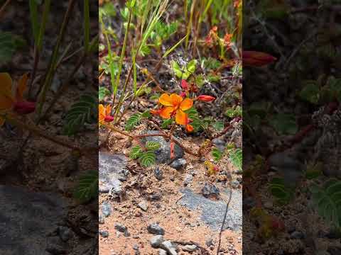 Desierto florido en la región de Arica y Parinacota. 🌸🌺 #arica #chile #carnaval #culturachile