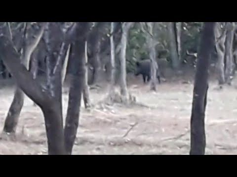 M-AM ÎNTÂLNIT CU PORCUL MISTREȚ ÎN PĂDURE 🐗 !!!