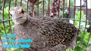Download lagu Ceket ayam hutan hijau betina#birds #wildlife #animals #greenjunglefowl mp3 Download lagu Ceket ayam hutan hijau betina#birds #wildlife #animals #greenjunglefowl mp3