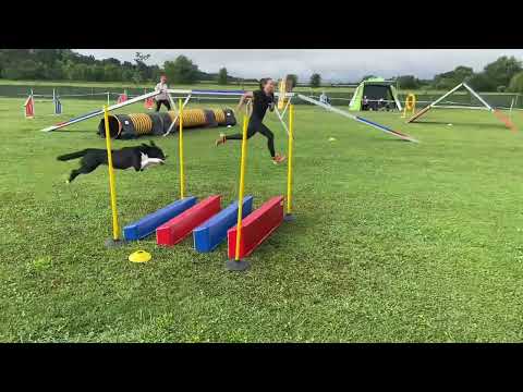 Suri na agility, video