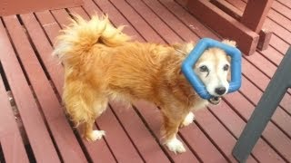 Funny Dog Yugi Gets Mad & Plays