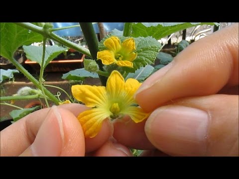 download lagu mp3 mp4 Salvia Honey Melon, download lagu Salvia Honey Melon gratis, unduh video klip Salvia Honey Melon