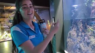 ケアンズの珍しい魚介類 ケアンズ水族館 Vol.13