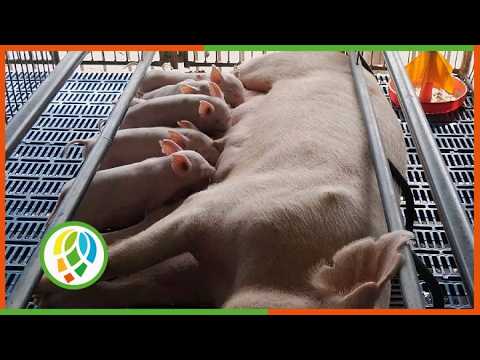 Unidad porcina consolareña a la vanguardia